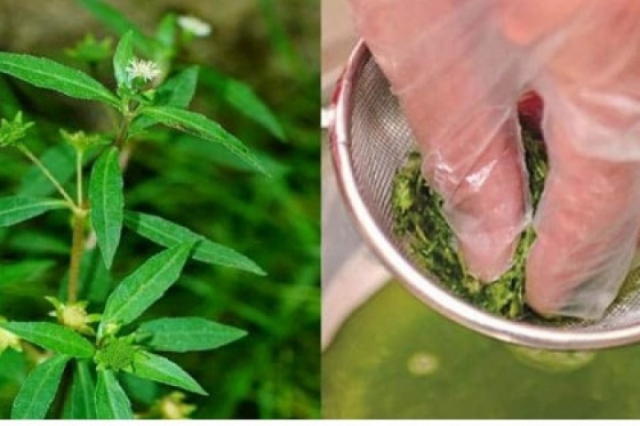 Cây thuốc quý không trồng vẫn mọc um tùm đầy vườn, nhiều người lại tưởng cỏ dại