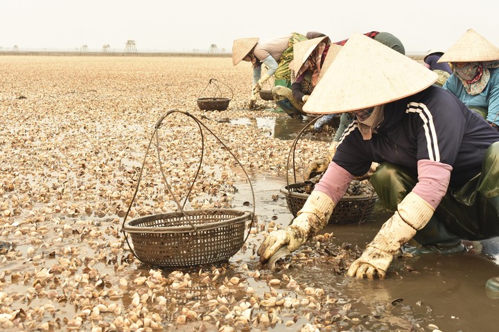 Ngao chết trắng bãi tại xã Nam Cường, tỉnh Hưng Yên với tỷ lệ có khu vực lên đến 90% khiến người nuôi lao đao.