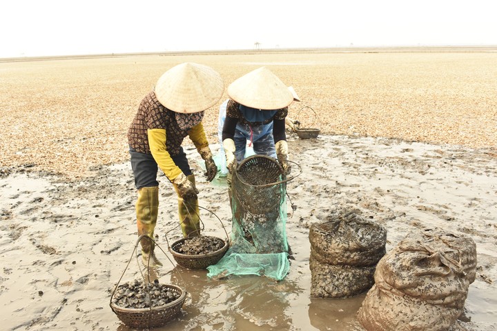 Chi phí thuê nhân công thu dọn vỏ ngao cũng lên cả trăm triệu đồng.