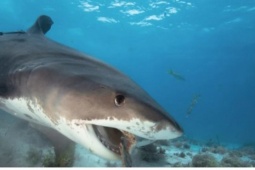 Sự thật phía sau nỗi sợ cá mập cắn cáp gây mất mạng Internet