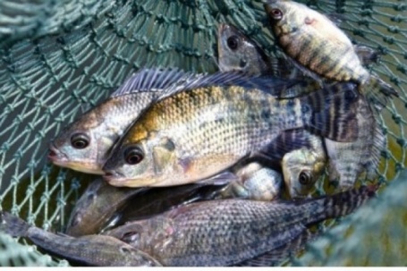 Cá bình dân Việt Nam bất ngờ hóa mặt hàng xuất khẩu triệu đô