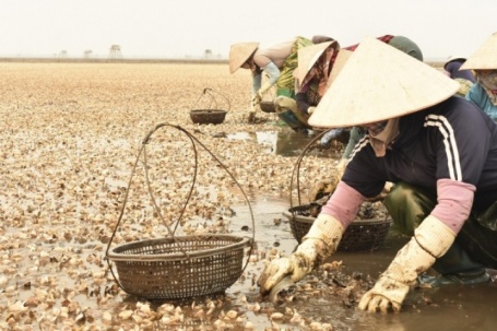 Ngao chết tới 90% sát ngày thu hoạch, ngư dân Hưng Yên mất trắng tiền tỷ