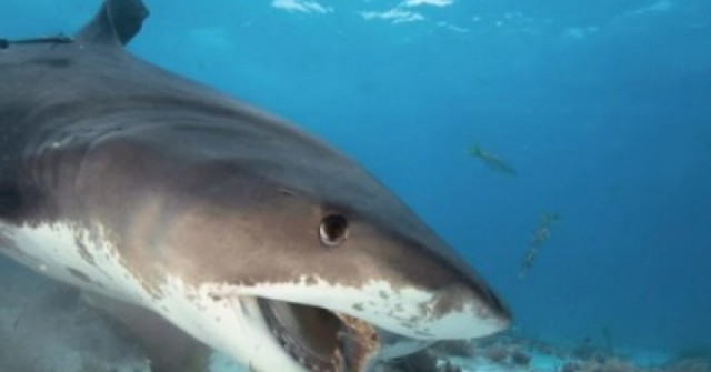 Sự thật phía sau nỗi sợ cá mập cắn cáp gây mất mạng Internet