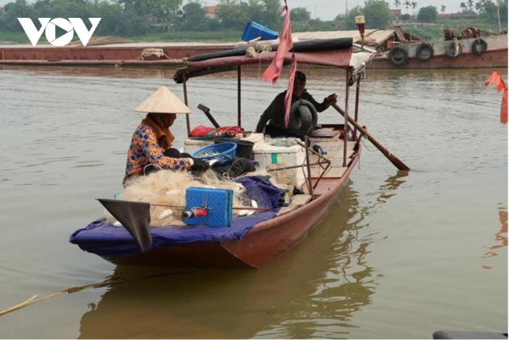 Từ tháng 2 đến tháng 4 hàng năm là mùa thu hoạch cá mòi ở Hưng Yên.