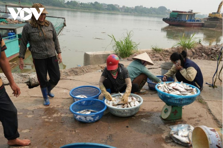 Mùa cá mòi mang lại sinh kế cho người dân sinh sống ven sông Hồng tại Hưng Yên.