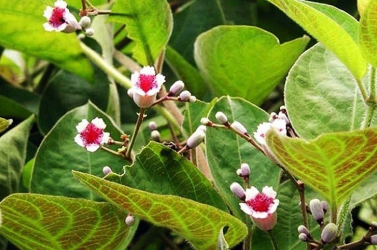 Lá mơ lông có nhiều công dụng với sức khỏe, trong đó có giải độc cơ thể.