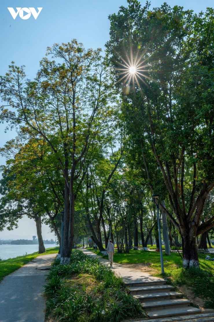 Dọc theo hai bên bờ sông Hương, sắc vàng của hoa điệp nở rộ như thắp sáng cả không gian.