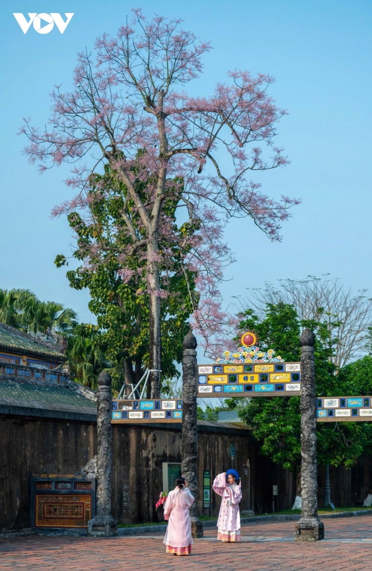 Trong khuôn viên các di tích, đặc biệt là khu vực Đại Nội Huế, những cây ngô đồng bắt đầu vào mùa nở hoa.