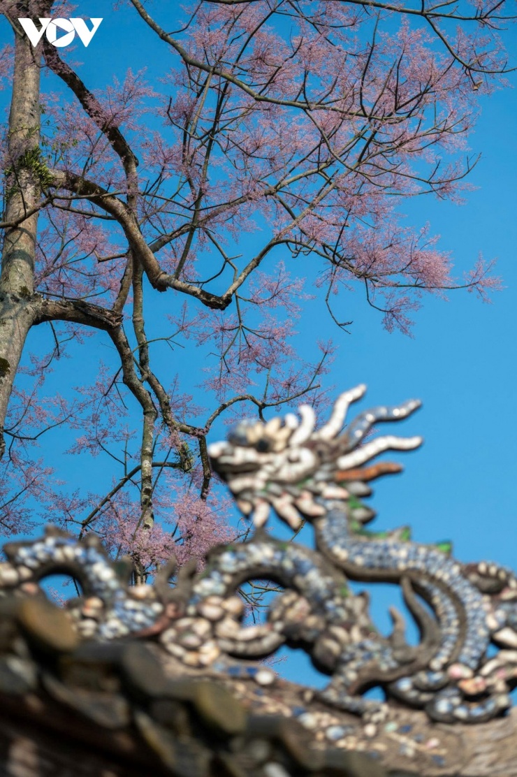 Sắc tím phớt đặc trưng của hoa ngô đồng không rực rỡ nhưng lại mang vẻ đẹp rất riêng, thanh nhã, trầm lắng và đầy chất Huế. 