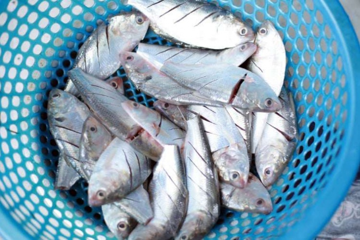 Loài cá “đại bổ” có thành phần dinh dưỡng hỗ trợ đột quỵ, loại cá này vừa rẻ vừa béo ngọt, giàu canxi gấp 3 lần sữa - 1