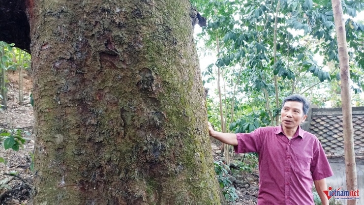 Người dân gìn giữ, bảo vệ và xem những cây lim như "báu vật" của làng