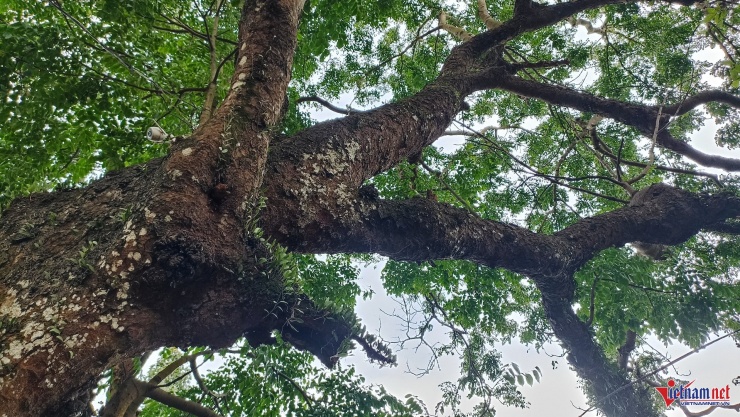 Cành lá cây sum sê, tươi tốt qua hàng trăm năm