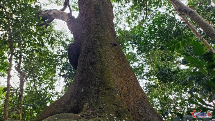 Những "cụ lim" cổ thụ hàng trăm năm tuổi trên đồi Bích Sơn
