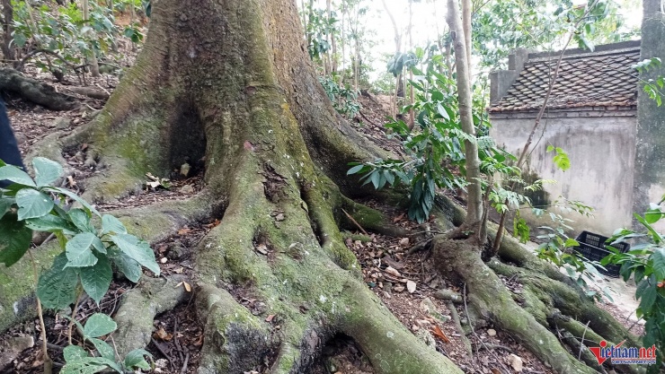 Bộ rễ cây lim vững chắc trên mặt đất