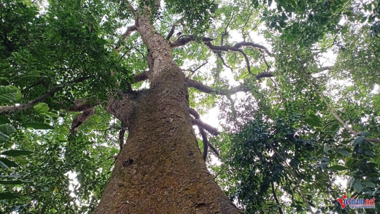 Trải qua hàng trăm năm, những cụ lim vẫn trường tồn cùng với sự phát triển của làng