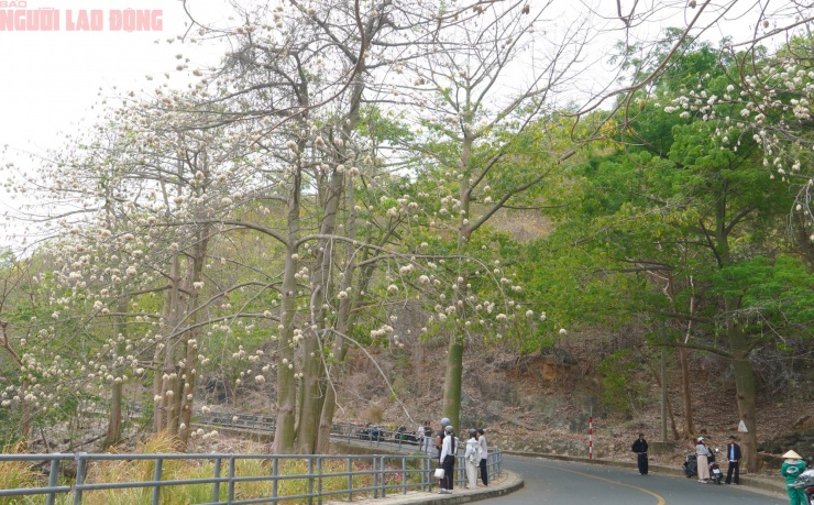 Bông gòn nở rộ "gây sốt", hút khách ở Vũng Tàu - 1