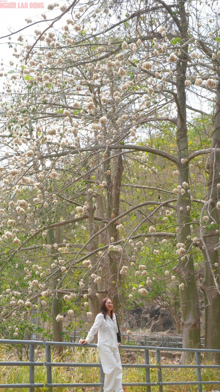 Bông gòn nở rộ "gây sốt", hút khách ở Vũng Tàu - 2