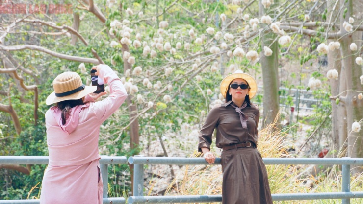 Bông gòn nở rộ "gây sốt", hút khách ở Vũng Tàu - 3