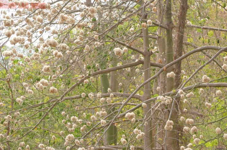 Bông gòn nở rộ "gây sốt", hút khách ở Vũng Tàu - 4