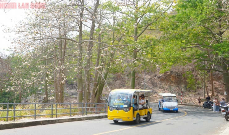 Bông gòn nở rộ "gây sốt", hút khách ở Vũng Tàu - 6