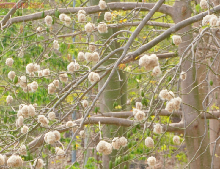 Bông gòn nở rộ "gây sốt", hút khách ở Vũng Tàu - 8