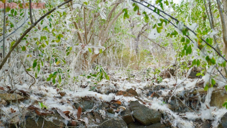 Bông gòn nở rộ "gây sốt", hút khách ở Vũng Tàu - 7