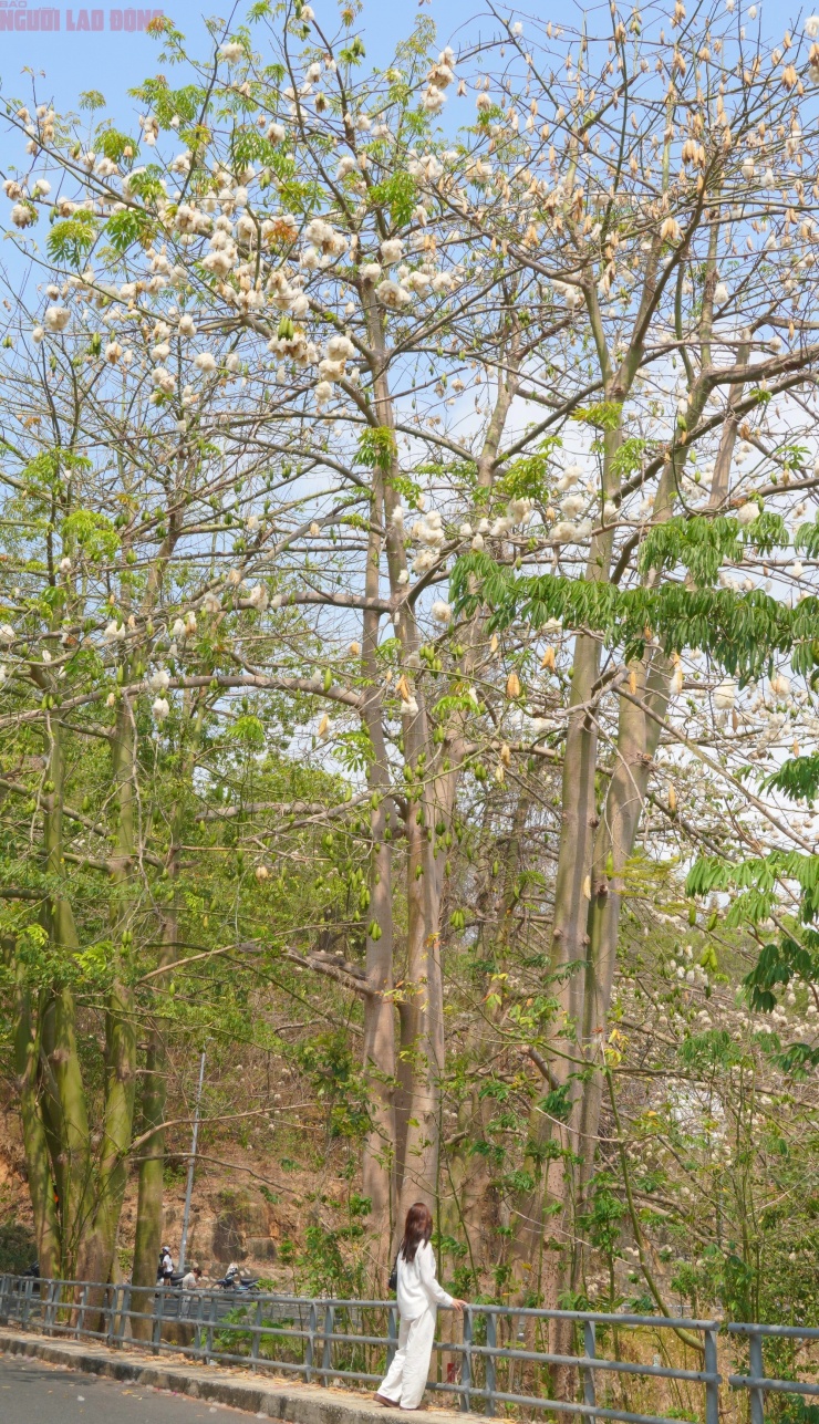 Bông gòn nở rộ "gây sốt", hút khách ở Vũng Tàu - 9