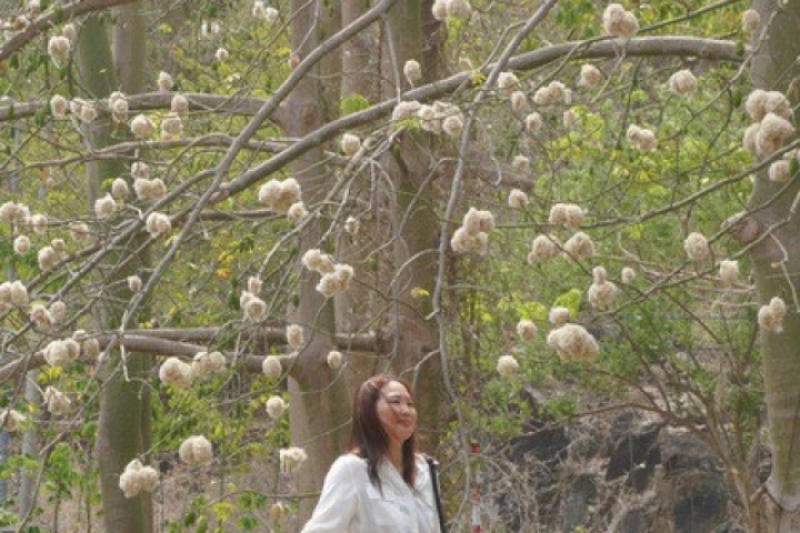 Bông gòn nở rộ "gây sốt", hút khách ở Vũng Tàu