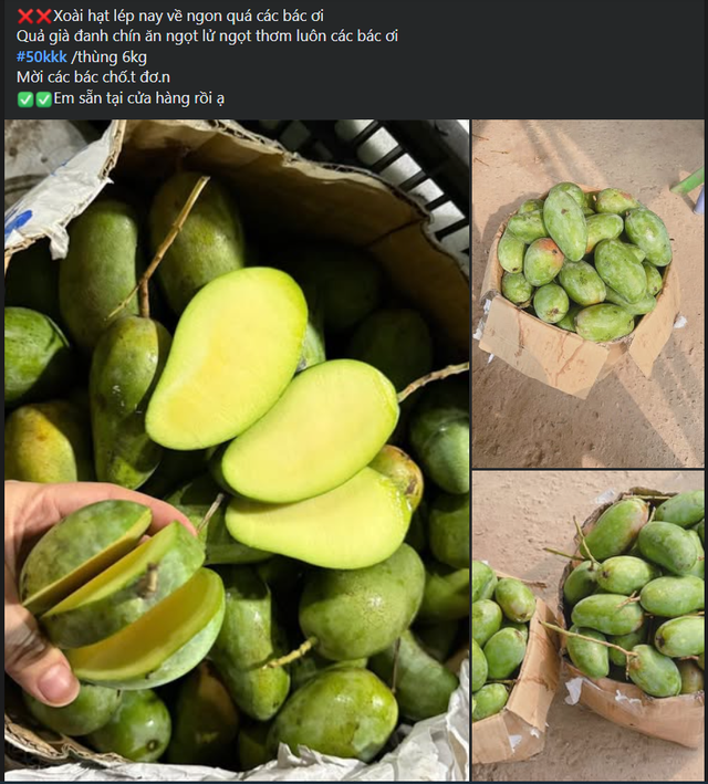 Giá xoài hạt lép tương đối rẻ, chỉ từ chục nghìn đồng/kg.