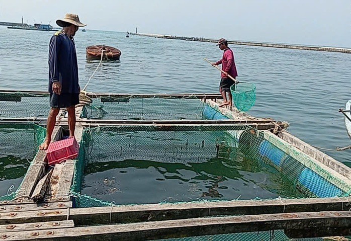 Toàn bộ lồng bè nuôi cá bớp ở Lý Sơn xuất hiện tình trạng cá chết hàng loạt