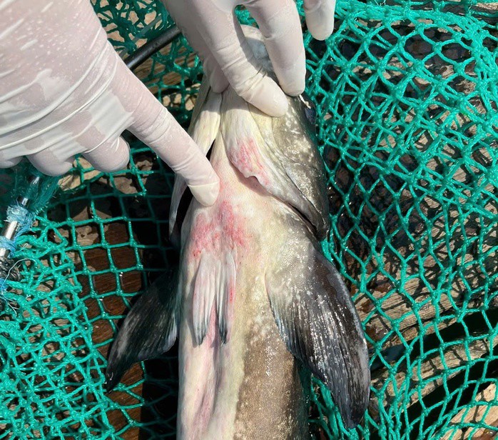 Cá bớp gần đến ngày thu hoạch chết hàng loạt