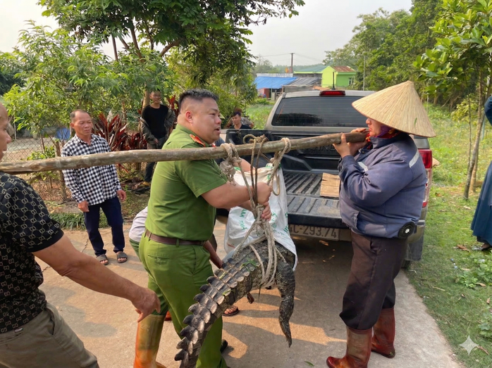 Công an xã Đường Hoa phối hợp cùng nhân dân bắt giữ thành công con cá sấu