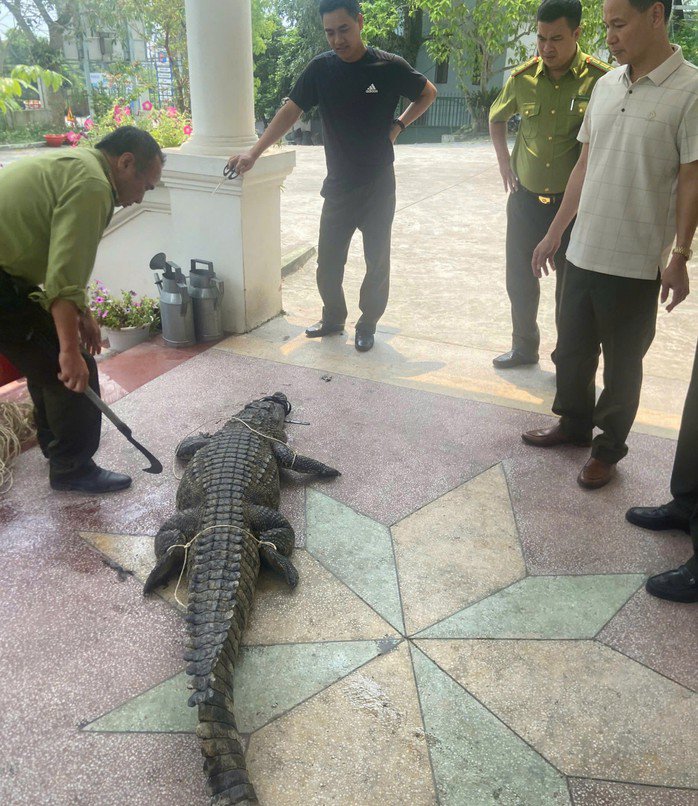 Cá thể cá sấu tại trụ sở Hạt Kiểm lâm khu vực 6