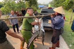 Bất ngờ phát hiện cá sấu nặng 50 kg lạc vào kênh mương nội đồng