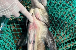 Người dân Lý Sơn điêu đứng vì 60 tấn cá bớp chết bất thường