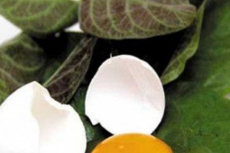 Cách dùng lá mơ lông giải độc cơ thể