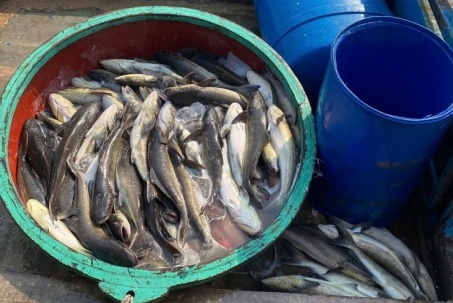 Người dân Lý Sơn điêu đứng vì 60 tấn cá bớp chết bất thường