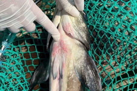 Người dân Lý Sơn điêu đứng vì 60 tấn cá bớp chết bất thường