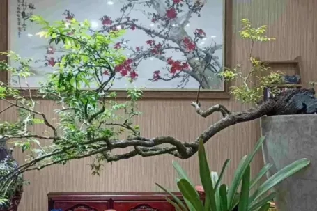 Vì sao nghiêm cấm khai thác, buôn bán cây Muội hồng?