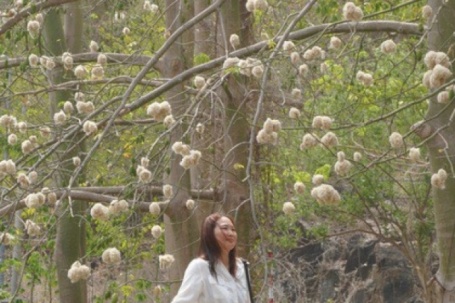 Bông gòn nở rộ "gây sốt", hút khách ở Vũng Tàu