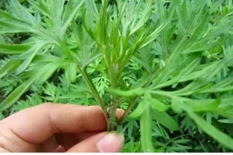 Việt Nam có "vua thảo mộc” không chăm vẫn mọc đầy vườn, ăn vào khỏe lâu sống thọ