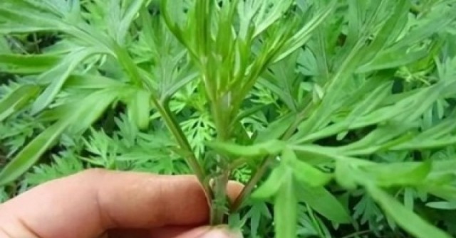 Việt Nam có "vua thảo mộc” không chăm vẫn mọc đầy vườn, ăn vào khỏe lâu sống thọ