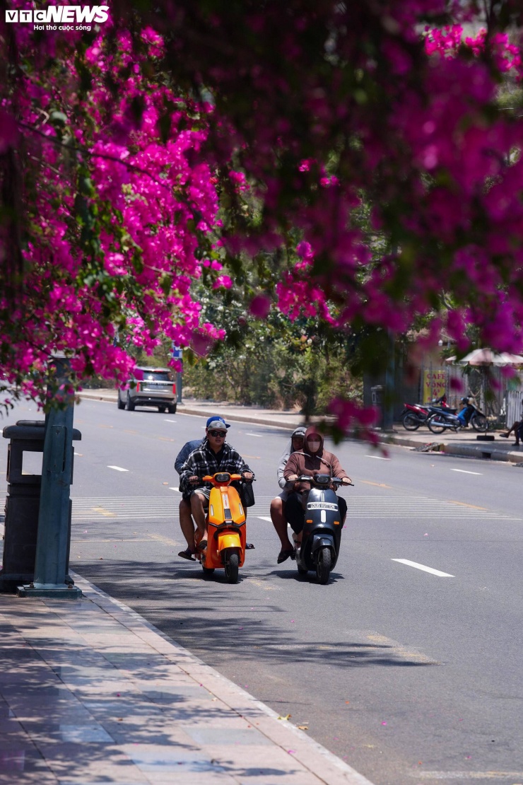 Đây là các trục giao thông quan trọng trung tâm biển Vũng Tàu. Việc trồng đồng bộ hoa giấy không chỉ góp phần làm đẹp cảnh quan mà còn tạo điểm nhấn gây ấn tượng với du khách khi vừa đặt chân đến.
