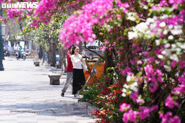 Những ngày đầu tháng 4, các tuyến đường ven biển tại khu vực Vũng Tàu (TP.HCM) khoác lên mình sắc hồng rực rỡ của hoa giấy, tạo nên cảnh quan ấn tượng, thu hút đông đảo du khách đến tham quan, chụp ảnh.