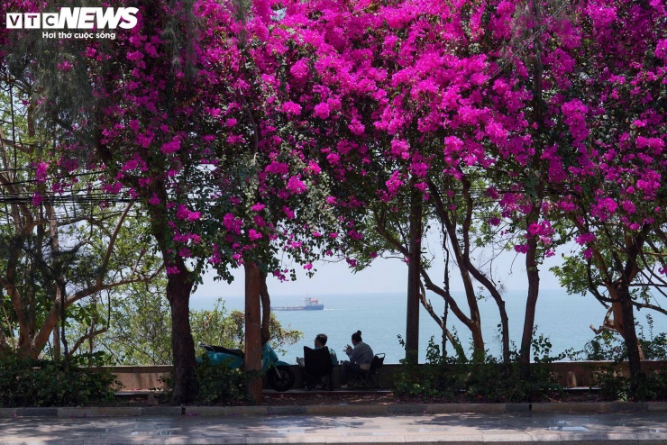 Ghi nhận của PV Báo Điện tử VTC News, dọc các tuyến đường hướng ra biển như Hạ Long, Thùy Vân, Võ Nguyên Giáp hay trục 3/2 (phường Phước Thắng), những giàn hoa giấy đồng loạt bung nở, phủ kín dải phân cách và vỉa hè. Các cụm hoa được trồng bài bản, tạo thành những “con đường hoa” kéo dài, mang lại diện mạo tươi mới cho đô thị biển.