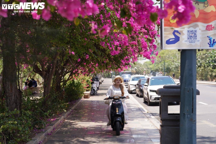 Tại đường Hạ Long, ngoài các giàn hoa thấp còn xuất hiện nhiều cây hoa giấy cổ thụ cao khoảng 5 - 6m, có tuổi đời hơn 10 năm. Các tán cây phát triển xum xuê, phủ rộng, góp phần “nhuộm hồng” cả tuyến đường ven núi - nơi một bên là sườn núi, một bên là biển.