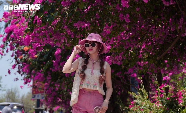 Theo người dân địa phương, thời điểm đầu tháng 4 là lúc hoa giấy nở rộ nhất trong năm. Những chùm hoa hồng phủ kín tán cây, đan xen với nền trời xanh và màu biển, tạo nên khung cảnh nổi bật, dễ dàng thu hút ánh nhìn.