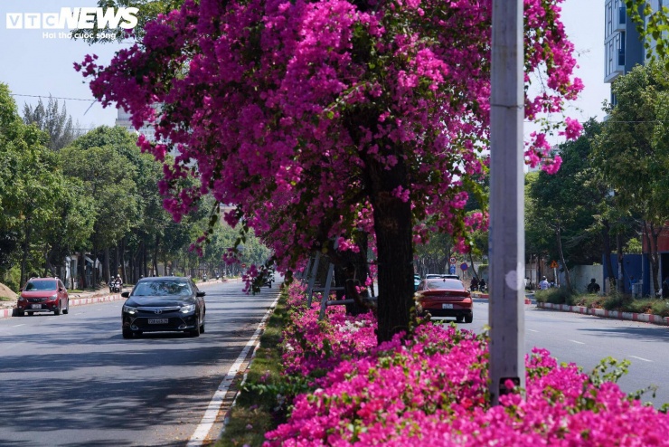 Không chỉ khu vực ven biển, tuyến đường 3/2 cũng nổi bật với hàng hoa giấy trải dài hơn 10km. Các cây được chăm sóc kỹ lưỡng, tạo tán tròn đều, dày như những khối cầu tự nhiên. Phần tán gần như được bao phủ bởi sắc hoa hồng, kết hợp với thảm cỏ và cây xanh được cắt tỉa gọn gàng, góp phần hoàn thiện diện mạo đô thị xanh - sạch - đẹp.