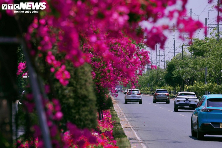 Theo ghi nhận, để duy trì vẻ đẹp này, các đơn vị chức năng thường xuyên thực hiện tưới nước, cắt tỉa, tạo tán nhằm đảm bảo hoa phát triển ổn định, nở đều và giữ được mỹ quan lâu dài.