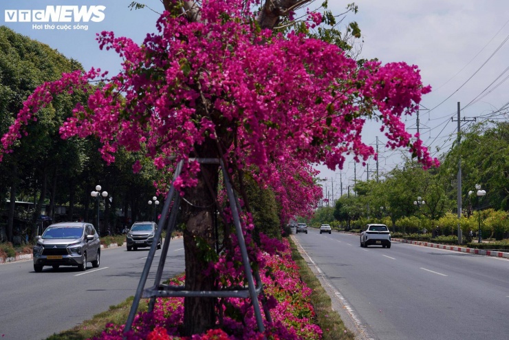 Những tuyến đường rợp sắc hoa giấy không chỉ góp phần làm đẹp đô thị mà còn trở thành điểm nhấn đặc trưng của phố biển.